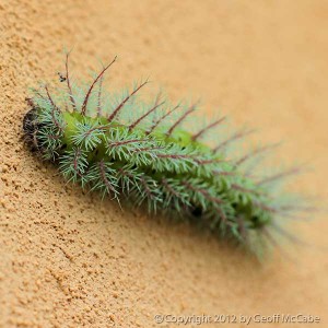 Beautiul green caterpillar with fractal spikes