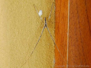 Camouflage Insects – Remarkable Bugs that Hide in Plain Sight ...