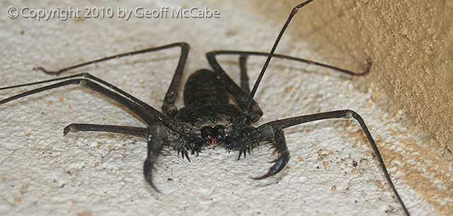 tailless-whip-scorpion