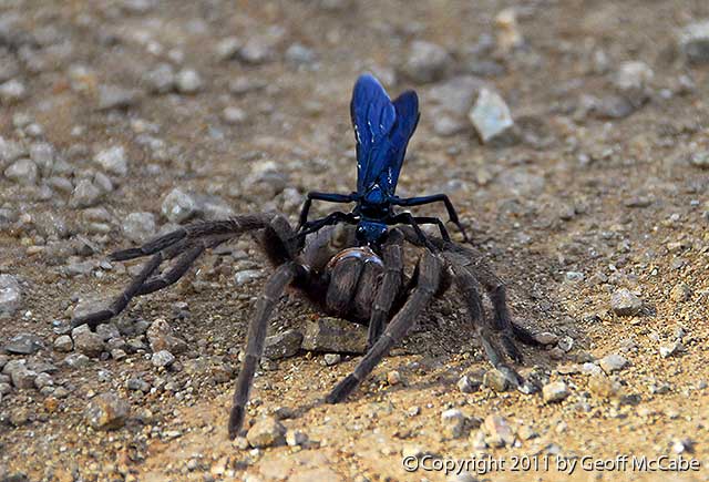 Jadeback Spider Species in Avendora