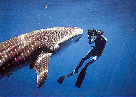 Whale shark with scuba diver