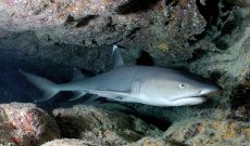 White Tip Sharks in Montezuma