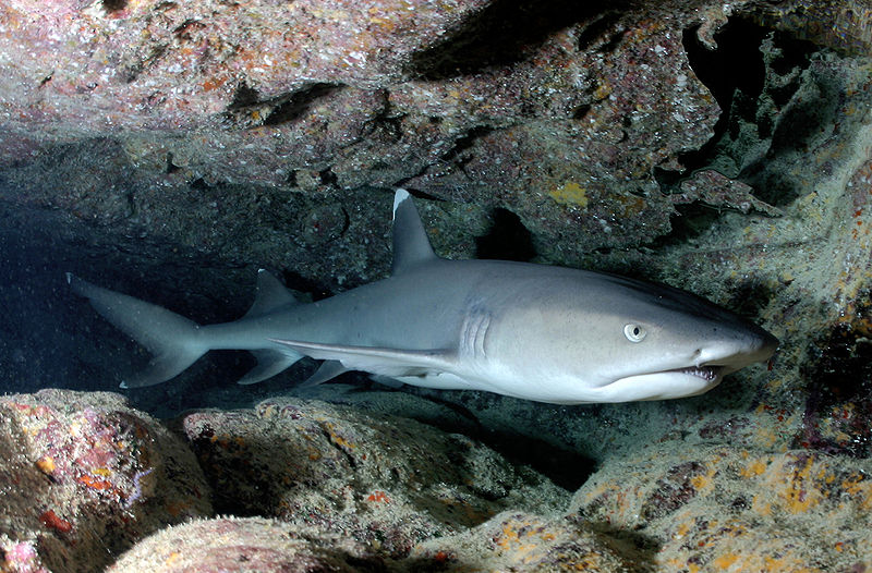 White tip reef shark in Costa Rica