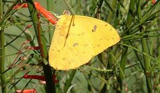 Butterflies and Dragonflies