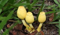 Mushroom Photo Gallery