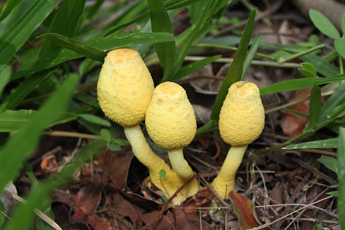 Yellow tropical mushrooms in Costa Rica