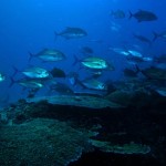 Blue Spotted Jacks, Montezuma