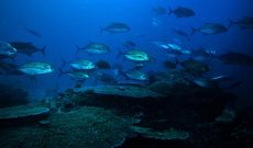 Blue Spotted Jacks, Montezuma