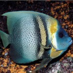 Cortez Angelfish