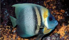 Cortez Angelfish