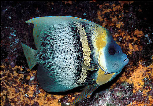 Cortez Angelfish