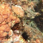 Sea urchin in Mal Pais tidepool