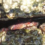 This crab is rockin out