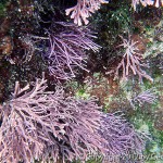 Beautiful purple coral in a Costa Rica tidepool