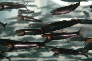 Sardine Schools in Montezuma