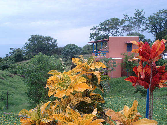 Villa Sollevante- plants and flowers