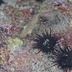 Sea Urchins and camouflaged sea slug