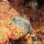 Sea Slug on Red Coral