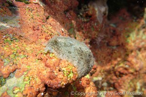 Malpais Tidepool Life - A Rainbow World