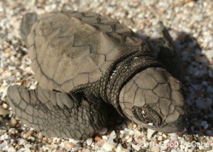Baby Sea Turtle in Montezuma