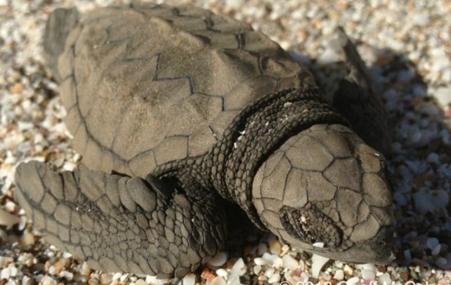 Baby turtles