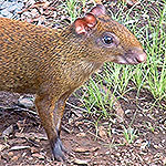 Agouti