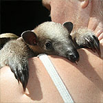 Anteater of Costa Rica - the Tamandua