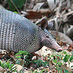 Armadillo in the Southern Nicoya Peninsula