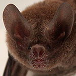 Costa Rica Bat