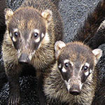 Coati - Pizote