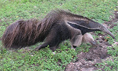 Giant Anteater