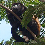 Howler Monkey of Costa Rica