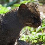 Jaguarundi