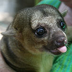 Kinkajou