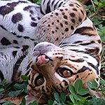 Ocelet - a medium sized wild cat of the Costa Rica jungles