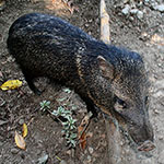 Peccary - Wild Pigs of Costa Rica