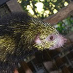 Porcupine (puerca espina)