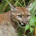 Puma - Cougar - Mountain Lion