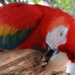 Scarlet Macaw