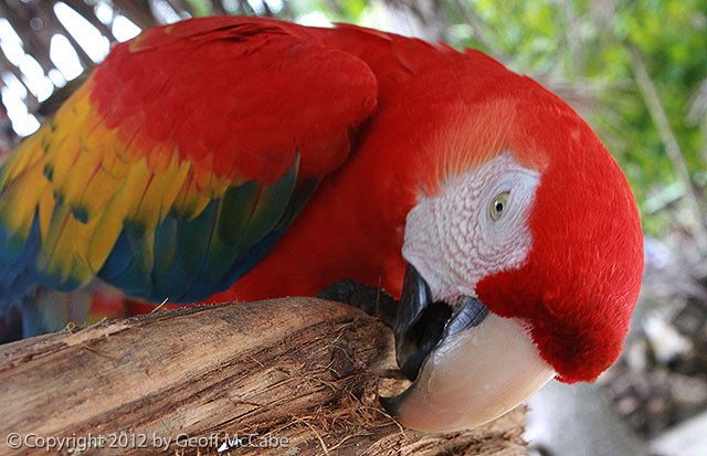 Scarlet Macaw