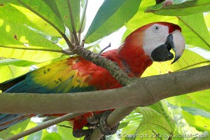 Scarlet Macaw at Tortuga Island