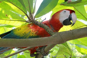 Scarlet Macaw 