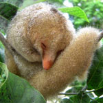 Silky Anteater