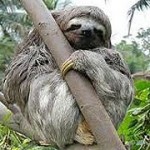 Sloth 