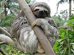 Sloth