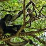 Spider Monkeys