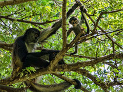 Spider Monkeys