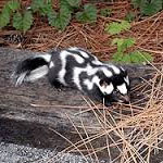 Spotted Skunk