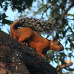 Montezuma Squirrel