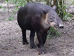 Tapir